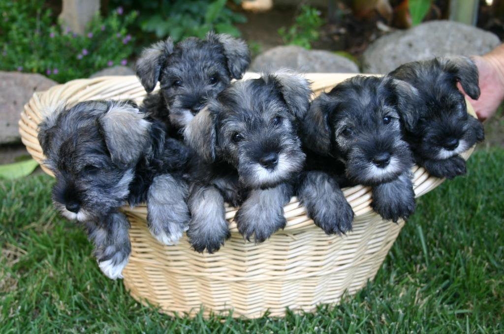 Miniature Schnauzer – Fun Facts and Crate Size