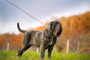 Neapolitan Mastiff – Fun Facts and Crate Size