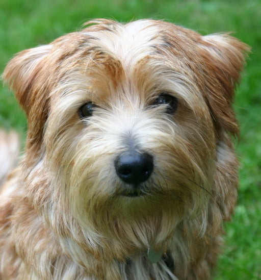 Norfolk Terrier - Fun Facts and Crate Size