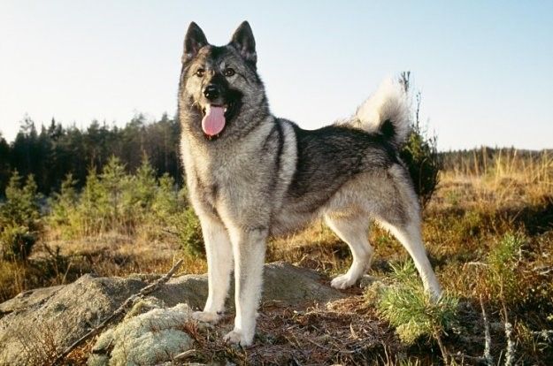 Norwegian Elkhound – Fun Facts and Crate Size