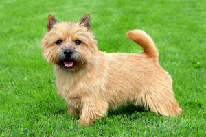 Norwich Terrier - Fun Facts and Crate Size