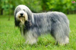 Old English Sheepdog – Fun Facts and Crate Size