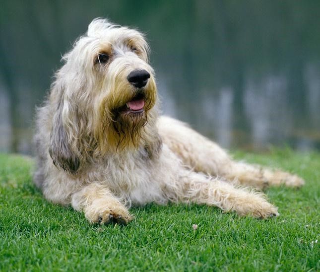 Otterhound – Fun Facts and Crate Size