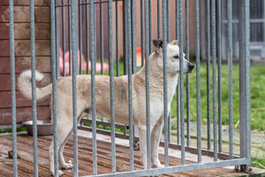 13 Tips for Choosing an Outdoor Dog Kennel with Roof Coverage