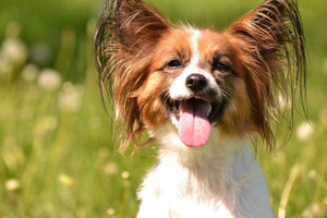 Papillon– Fun Facts and Crate Size