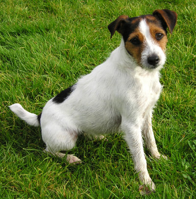 Parson Russell Terrier - Fun Facts and Crate Size