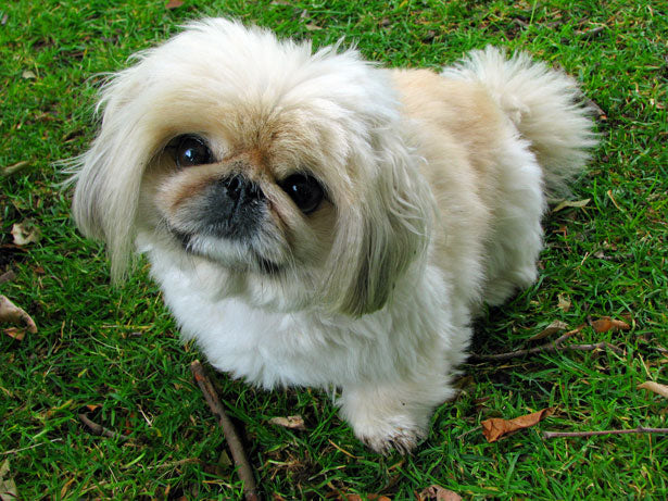 Pekingese – Fun Facts and Crate Size