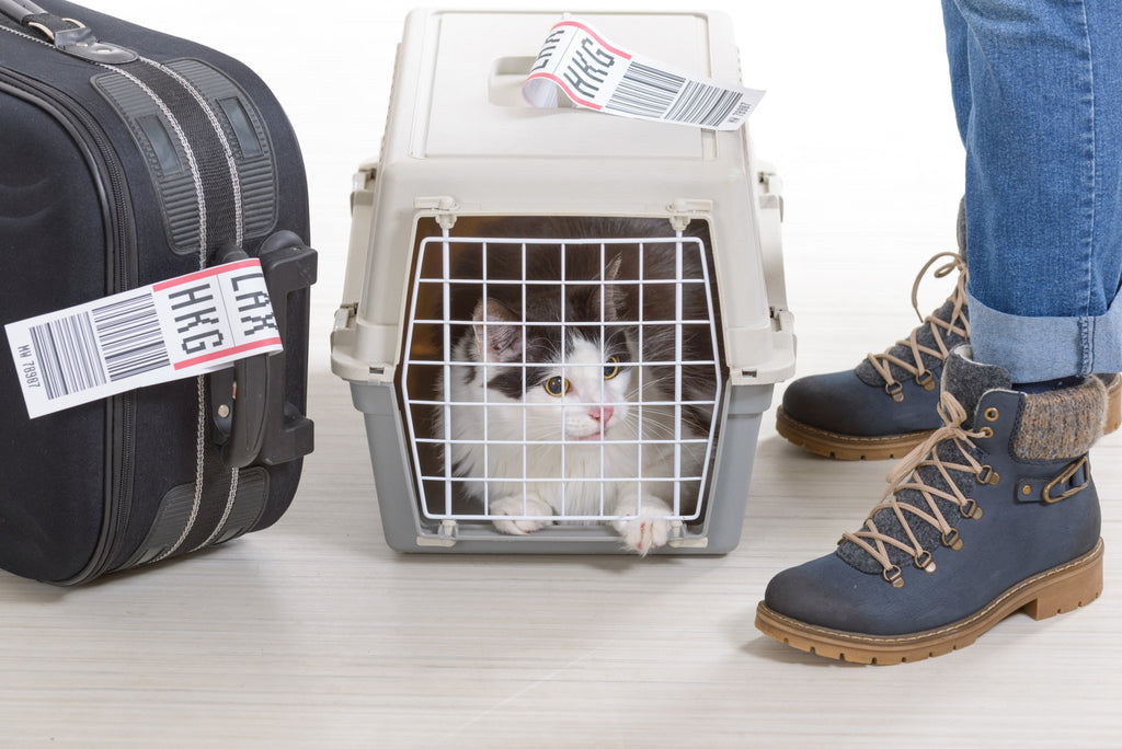 Pet Crate or Carrier? 3 Ways To Make Traveling With Your Pet Easier and Worry-Free