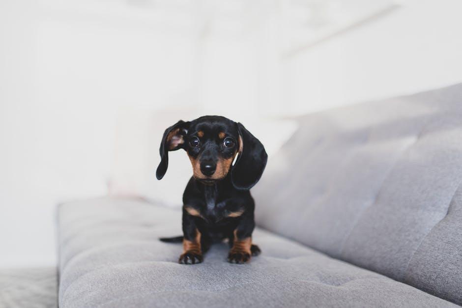 Top Pet-Friendly Furniture Choices for Every Home