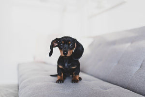 Top Pet-Friendly Furniture Choices for Every Home