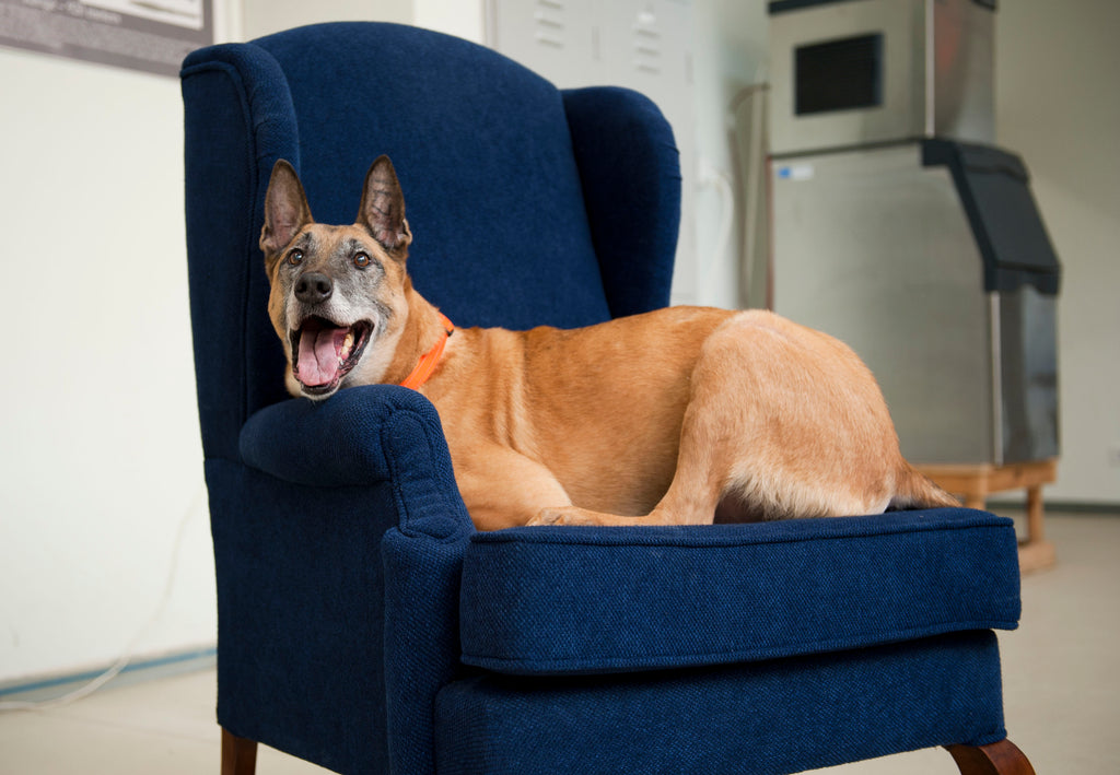 The Pet Crate Table: The Crate That Blends in