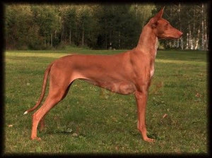 Pharaoh Hound - Fun Facts and Crate Size