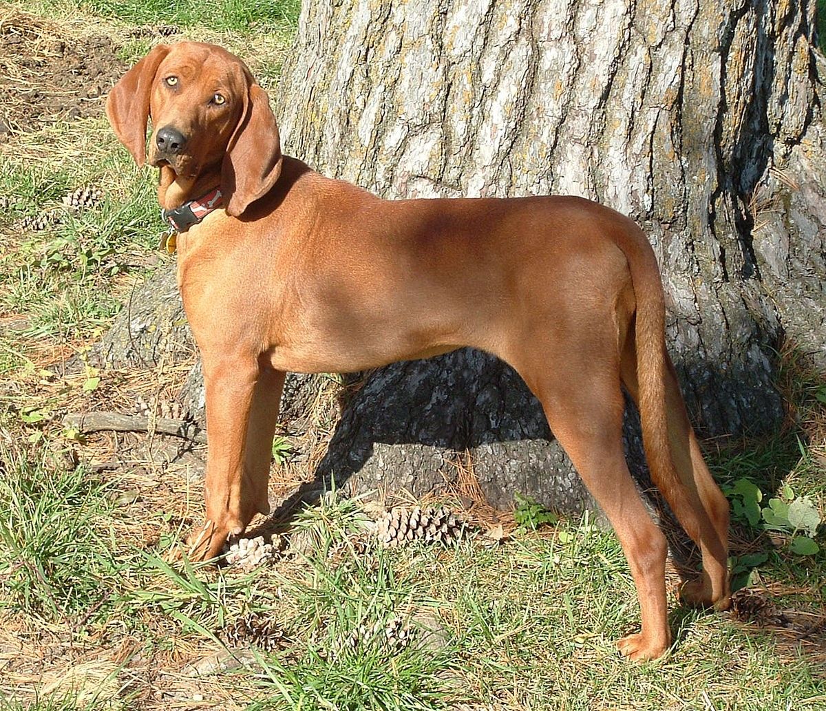 Plott Hound