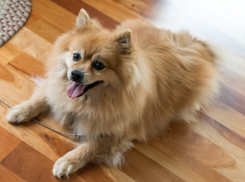 Crate For Pomeranian Small Puppy photo
