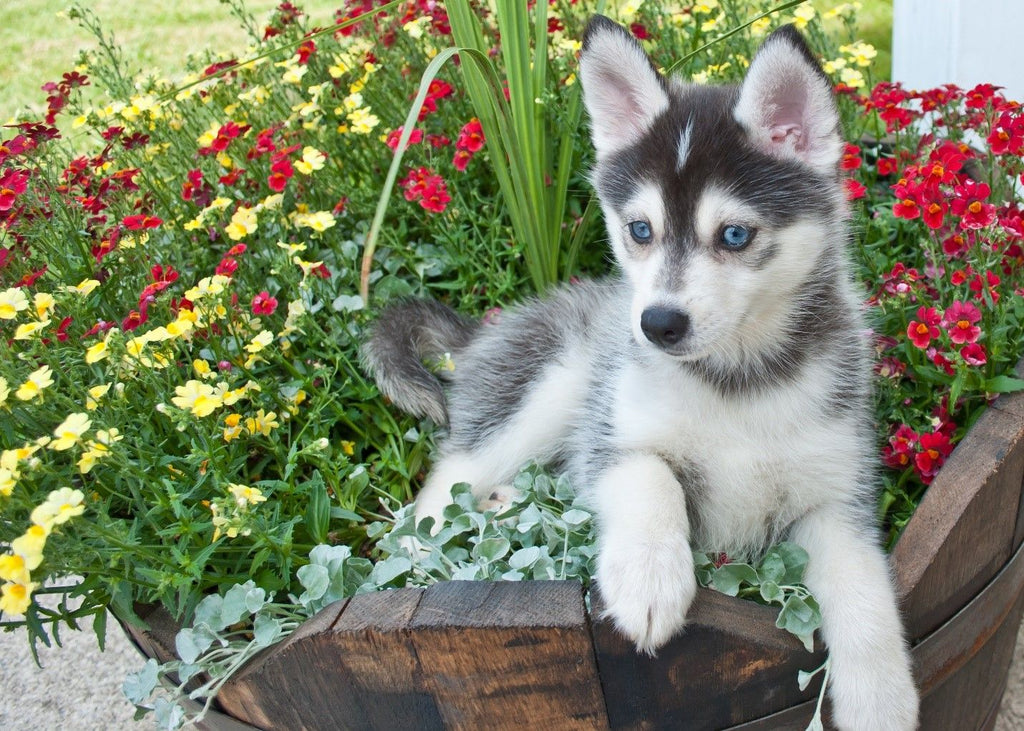 Dog crate size for husky clearance