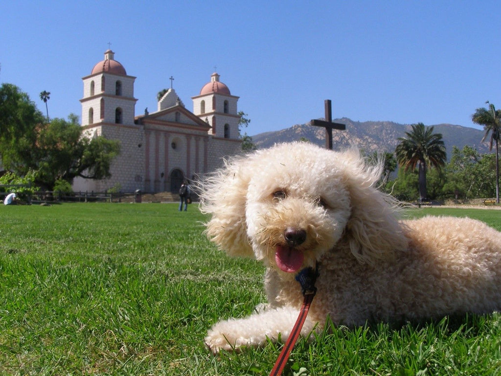 Poochon - Fun Facts and Crate Size