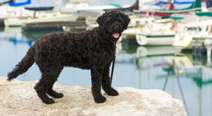 Portuguese Water Dog - Fun Facts and Crate Size
