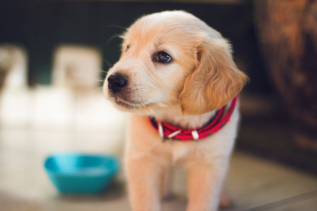What to Do When Your 6-Month-Old Dog Is Still Not Potty Trained