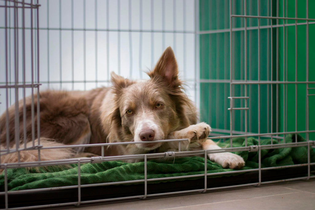 Dog crate size for australian shepherd deals