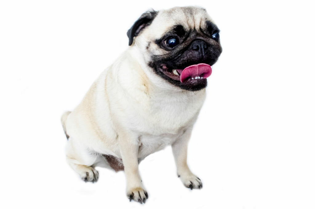 Pugs – Fun Facts and Crate Size