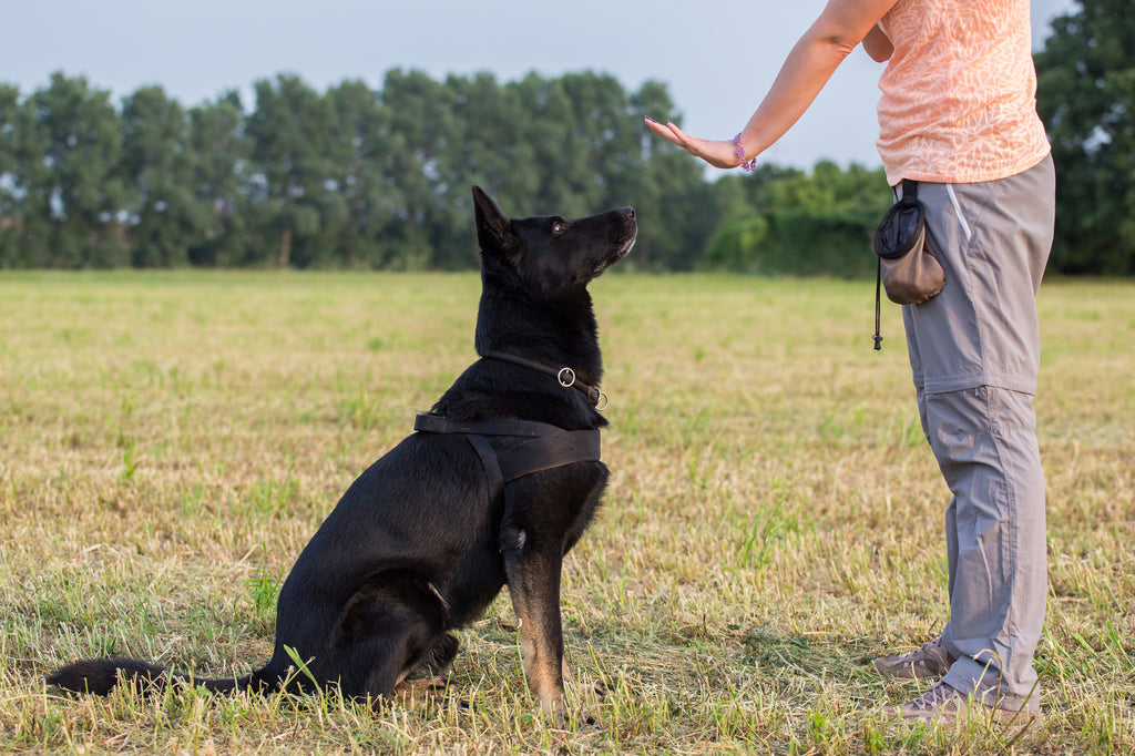 Dog Training: The Commands Your Pup Needs to Learn