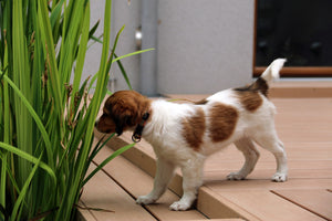 Using a Dog Crate for Toilet Training