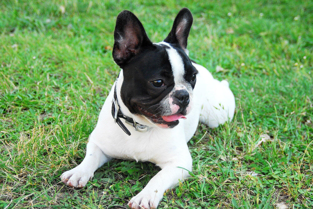 The Best Places to Install a Gate for Your Dog at Home