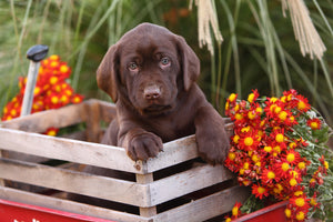 Cesar Millan's Best Tips for Puppy Play Pen Training