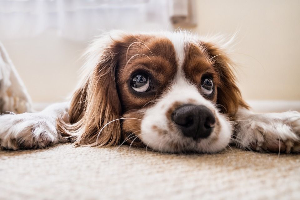 Pet Predicaments