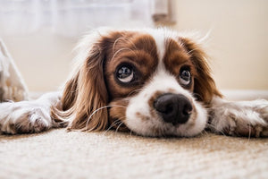 Pet Predicaments