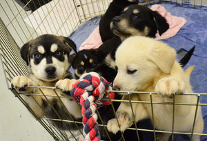 Puppy Play Pens – Everything You Need to Know