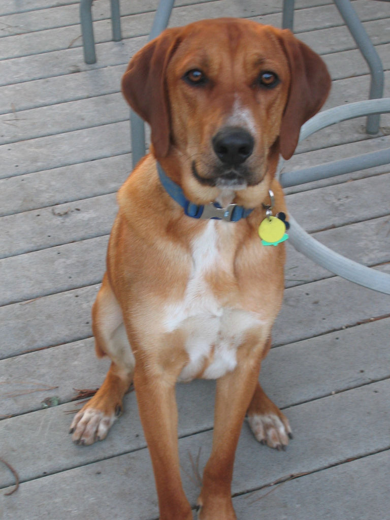 Redbone Coonhound Rhodesian Ridgeback Mix
