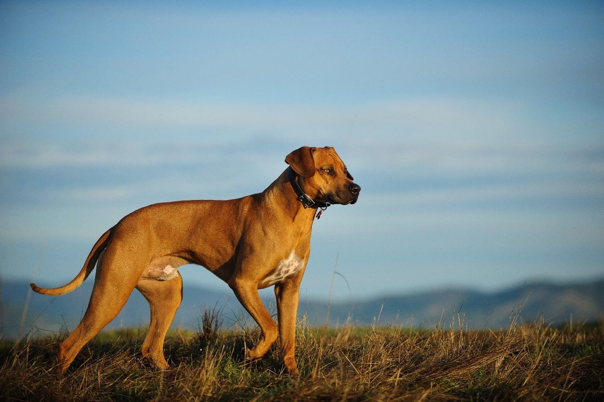 Rhodesian Ridgeback Full Grown