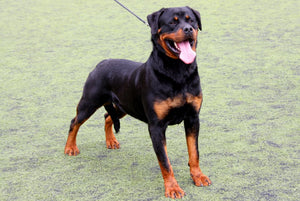 Rottweiler  – Fun Facts and Crate Size