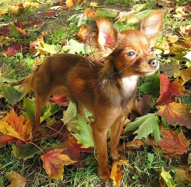 Russian Toy Terrier – Fun Facts and Crate Size