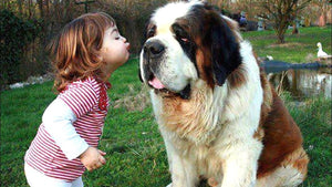 St. Bernard – Fun Facts and Crate Size