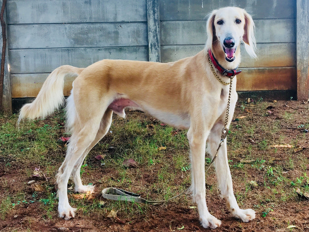 Saluki – Fun Facts and Crate Size