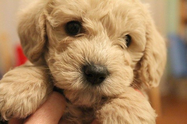 Schnoodle - Fun Facts and Crate Size
