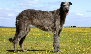 Scottish Deerhound – Fun Facts and Crate Size