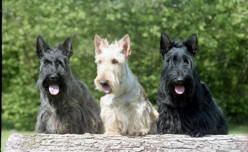 Scottish Terrier – Fun Facts and Crate Size