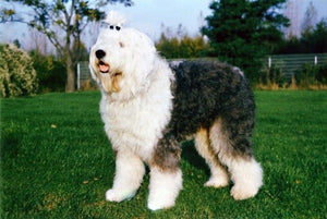 Sheepadoodle - Fun Facts and Crate Size