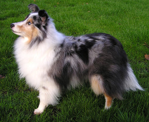 Shetland Sheepdogs – Fun Facts and Crate Size