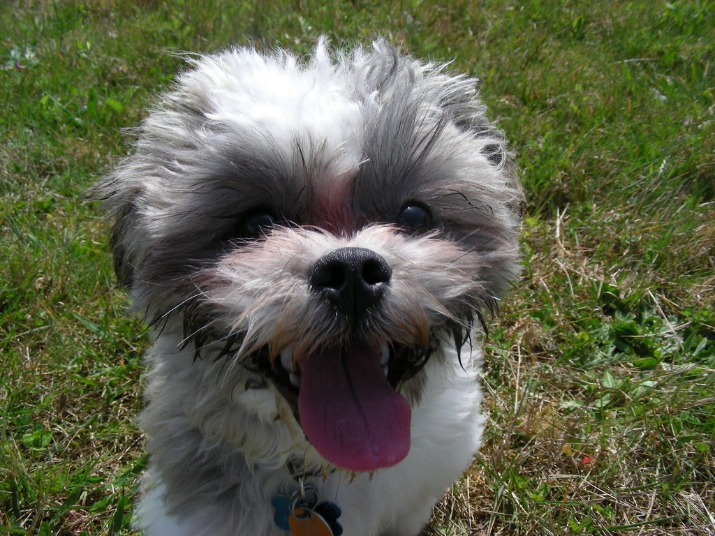 Shichon - Fun Facts and Crate Size