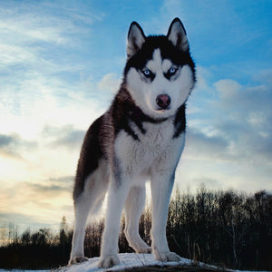 Siberian Huskies – Fun Facts and Crate Size