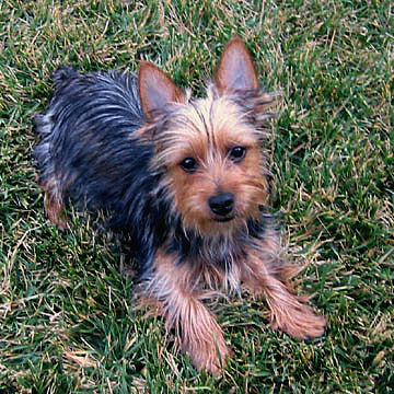 Silky Terrier – Fun Facts and Crate Size