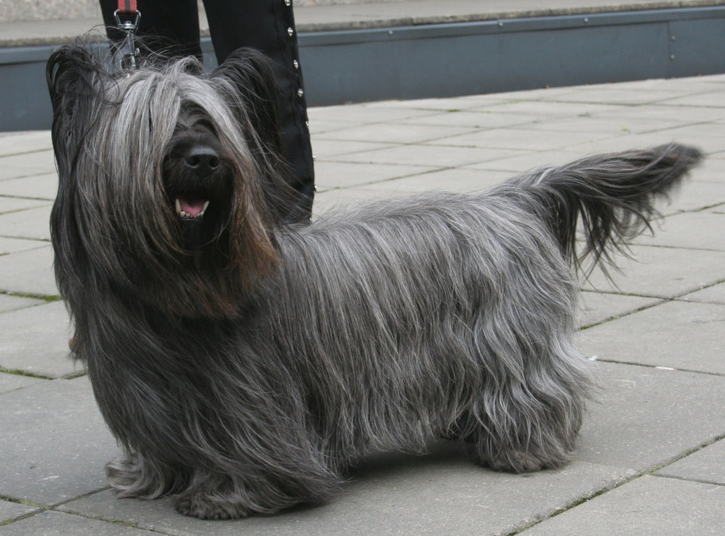 Skye Terrier – Fun Facts and Crate Size