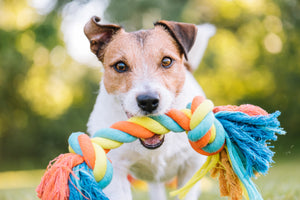 Smart Dog Toys: Top Mistakes That Pet Owners Make
