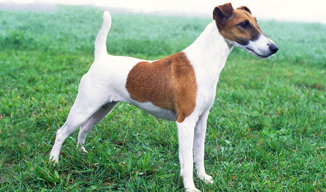 Smooth Fox Terrier - Fun Facts and Crate Size