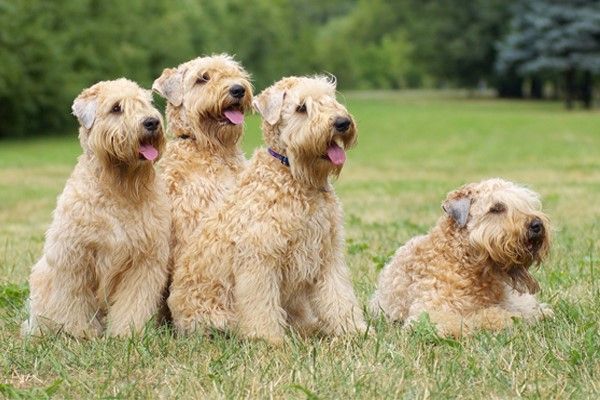 Soft Coated Wheaten Terrier - Fun Facts and Crate Size