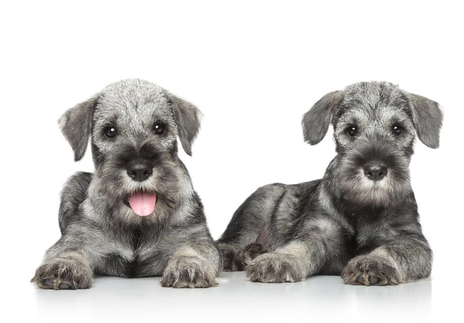 Standard Schnauzer – Fun Facts and Crate Size
